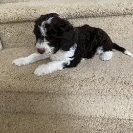 Lagotto Romagnolo Puppies from Riverside Lagottos