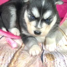 Lumi - Black and white female Siberian Husky puppy in Collins, Iowa from Homegrown Huskies