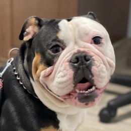 Bulldogs from Bay Area Bulldogs