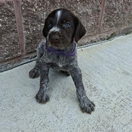 Purple girl - Liver and white female German Wirehaired Pointer puppy in Potosi, Wisconsin from Point and Flush Gun Dogs