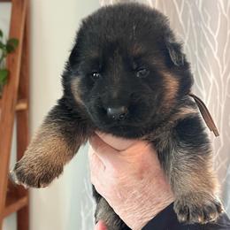 Mr. Brown - Black and red male German Shepherd puppy in Purcellville, Virginia from Starry Night German Shepherd Dogs
