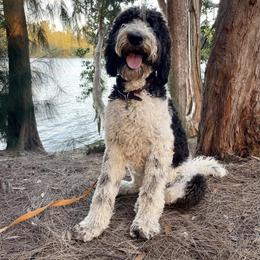 Riley - Goldendoodle