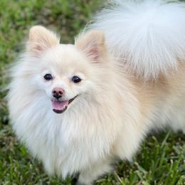 Nala - Pomeranian