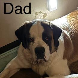 Butch - Saint Bernard