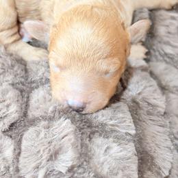 Biscuit - Red  male Poodle puppy in Utica, Ohio from Poodle Me Crazy