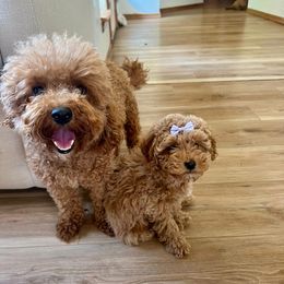 Ollie - Goldendoodle