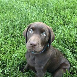 Labrador Retriever Puppies from New Life Labradors