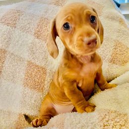 Rose - Dapple female Dachshund puppy in Fontana, California from DOXI.E.