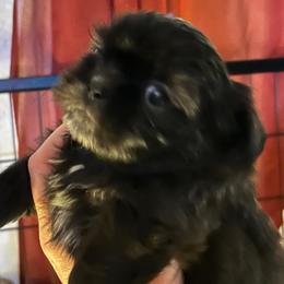 Izzy - Black and white female Shih Tzu puppy in Victorville, California from Precioustzus