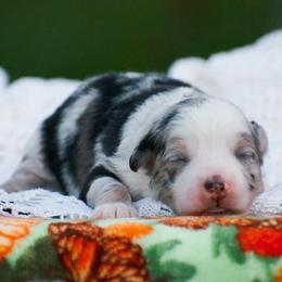 Winnie - Blue merle female Miniature American Shepherd puppy in Chocowinity, North Carolina from Foxtail Hollow