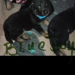 Blue collar boy - Bi-color male German Shepherd puppy in Centralia, Illinois from Janices AKC German Sheperds LLC