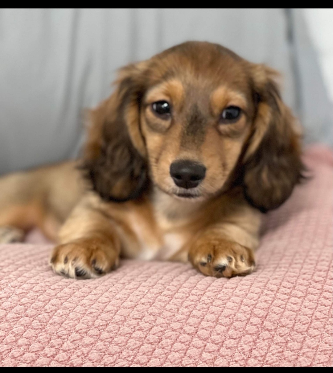 Dachshund Puppies from Bridge Creek Dachshunds