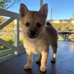 Buck (Boy 1) - Cream male Companion Cross puppy in Indian Springs, Nevada from Spinner puppies