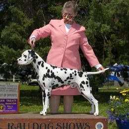 Charger - Dalmatian