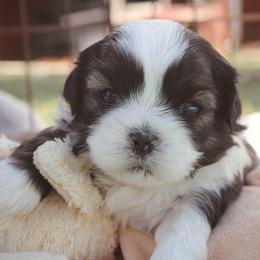 Milo - Brown male Shichon puppy in Pennsylvania from Manor Hills Shih Tzus