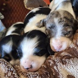 Dachshunds from Shawna's Doxies