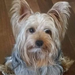 Charlie  - Yorkshire Terrier