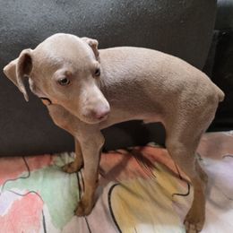 BLFM1-Orange - Fawn (isabella) and tan male Miniature Pinscher puppy in Middle Point, Ohio from Knisely's Min Pins-AKC