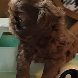 Shih Tzu Puppies from Laurie's shih tzus