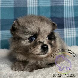AKC GOMEZ - Blue merle male Pomeranian puppy in Watkins Glen, New York from Wicked Spirits Pomeranians