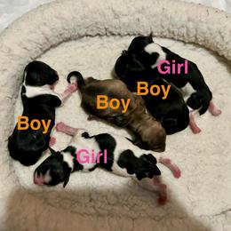 Umbreon - Black male Havanese puppy in Orange, California from Havanese Bragger’s