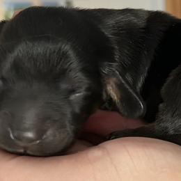 Dachshunds from Sterling Doxies