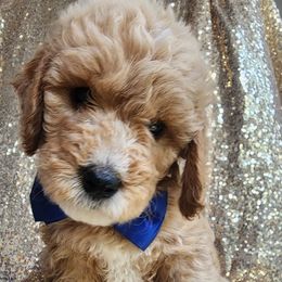 Goldendoodle Puppies from KK's Doodle Bunch