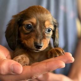 Rocky - Red male Dachshund puppy in Grand Junction, Michigan from J.C fur babies