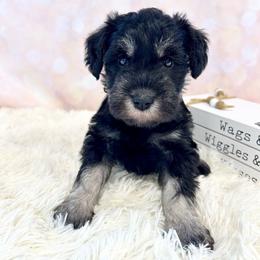 Red collar - Black and silver male Miniature Schnauzer puppy in Springfield, Tennessee from My Lovable Schnauzers