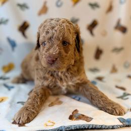 Boy1 - Apricot male Poodle puppy in Liberty, Texas from Poodles and Doodles Most Excellent Adventures