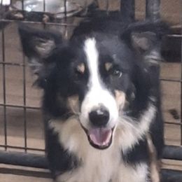 Terra - Australian Shepherd