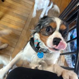 Cavalier King Charles Spaniel puppies from Thundermist Cavaliers