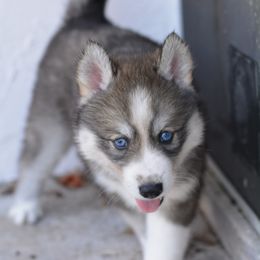 Siberian Husky Puppies from SoFlo Siberians