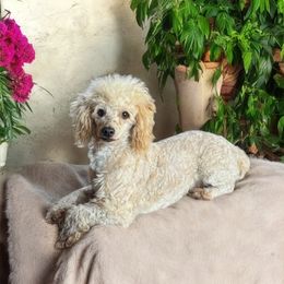 Duke - Poodle