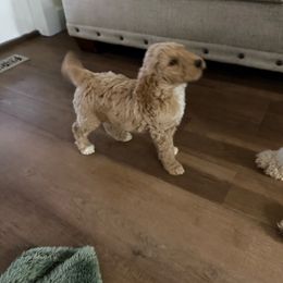 Lime green - Poodle puppy from Plateau Family Poodles