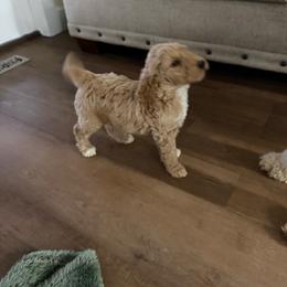 Lime green - Poodle puppy from Plateau Family Poodles