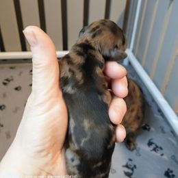 Emily - Chocolate and cream female Dachshund puppy in Annandale, Minnesota from Weiners on a Hill