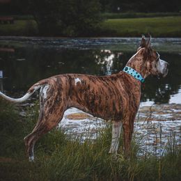 Evelyn - Great Dane
