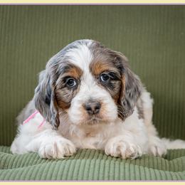 Chee - Blue merle female Bernedoodle puppy in Connersville, Indiana from Deaz Doodle Ranch
