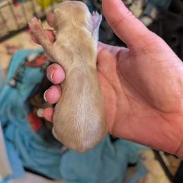 Cream CKC boy - Cream male Dachshund puppy in Madisonville, Tennessee from LaRose Farms Kennels