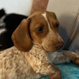 Dachshunds from Justyne's Dachshunds