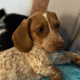 Dachshunds from Justyne's Dachshunds