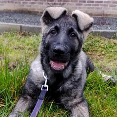 Vostochino Evropeiskaya Ovcharkas from Thystrup Vostochno Evropeiskaya Ovcharka