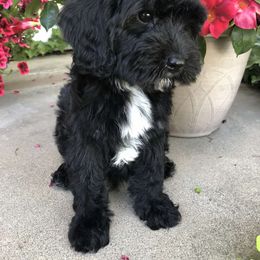 Cavalier King Charles Spaniel and Cavapoo Puppies from VITPOM PUPPIES