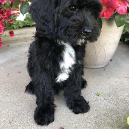 Cavalier King Charles Spaniel and Cavapoo Puppies from VITPOM PUPPIES