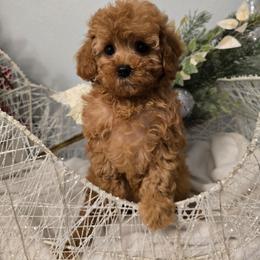 Girl - Red female Cavapoo puppy in Washington from Mt.BakerPoodles&Doodles