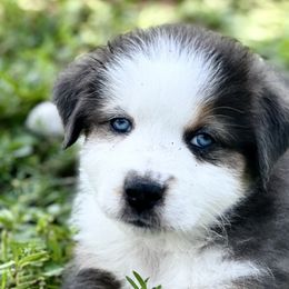 Thunder - Black tri-color Australian Shepherd puppy in Florida from Florida Australian Shepherds