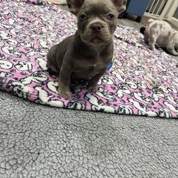 Boy 1 - Blue male French Bulldog puppy in Oxnard, California from Golden Star Frenchies