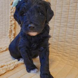 Bernedoodle Puppies from McKenzie Payne