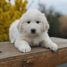 Girl 7 Coral - White female Great Pyrenees puppy in Yakima, Washington from Naches Heights Ranch